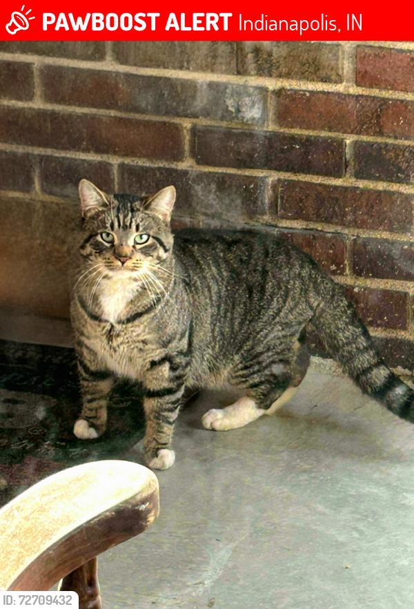 Lost Male Cat last seen East washington st and butler avenue, Indianapolis, IN 46219