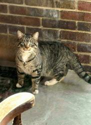 Lost Male Cat last seen East washington st and butler avenue, Indianapolis, IN 46219