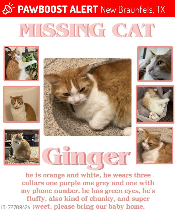 Lost Male Cat last seen Goodwin Lane, New Braunfels, TX 78130
