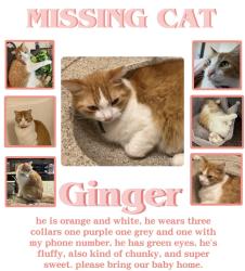 Lost Male Cat last seen Goodwin Lane, New Braunfels, TX 78130