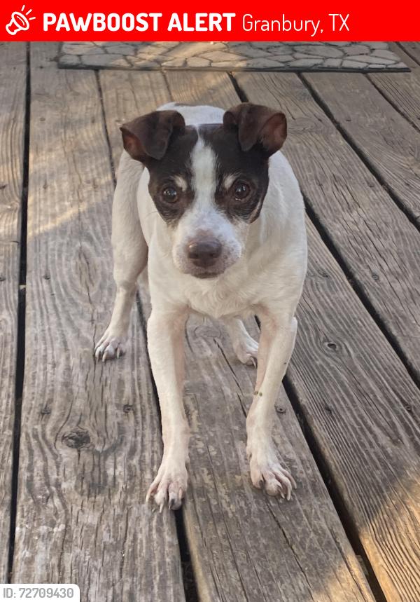 Lost Male Dog last seen Oak Trail Shores/Lake Granbury ests area, Granbury, TX 76048