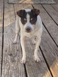 Lost Male Dog last seen Lake Granbury ests, Granbury, TX 76048