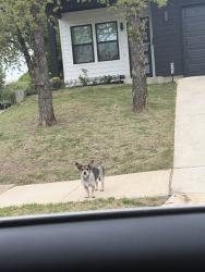 Found/Stray Unknown Dog last seen Stalcup and eisenhower dr, Fort Worth, TX 76112