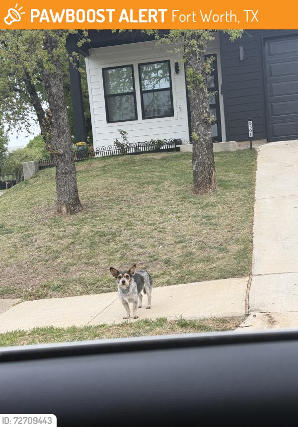 Found/Stray Unknown Dog last seen Stalcup and eisenhower dr, Fort Worth, TX 76112