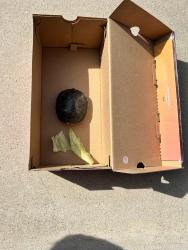 Found/Stray Unknown Reptile last seen Glenlyn , Azusa, CA 91702