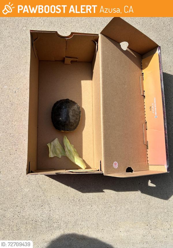 Found/Stray Unknown Reptile last seen Glenlyn , Azusa, CA 91702