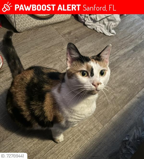 Lost Female Cat last seen Near building, Sanford, FL 32771