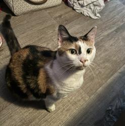 Lost Female Cat last seen Near building, Sanford, FL 32771