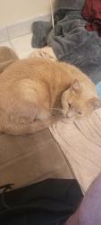 Found/Stray Female Cat last seen Flicker place and flicker road, Louisville, KY 40214