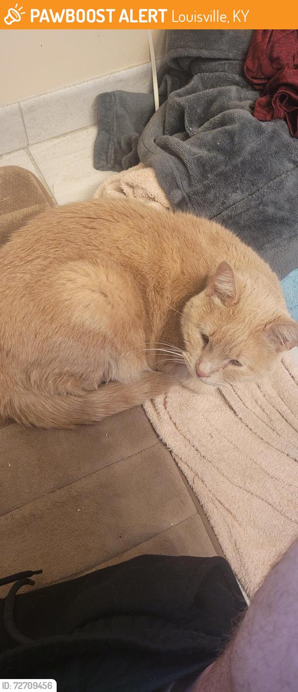 Found/Stray Female Cat last seen Flicker place and flicker road, Louisville, KY 40214