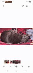 Lost Male Cat last seen Admiral and 193rd, Tulsa, OK 74108