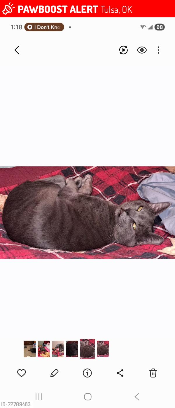 Lost Male Cat last seen Admiral and 193rd, Tulsa, OK 74108