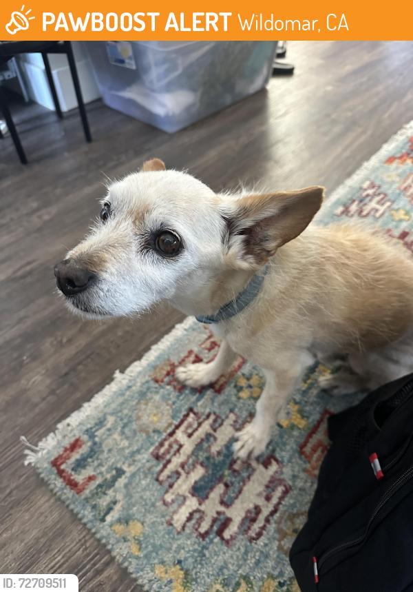 Found/Stray Male Dog last seen Sellers Rd / Viewpoint Dr, Wildomar, CA 92595