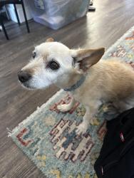 Found/Stray Male Dog last seen Sellers Rd / Viewpoint Dr, Wildomar, CA 92595