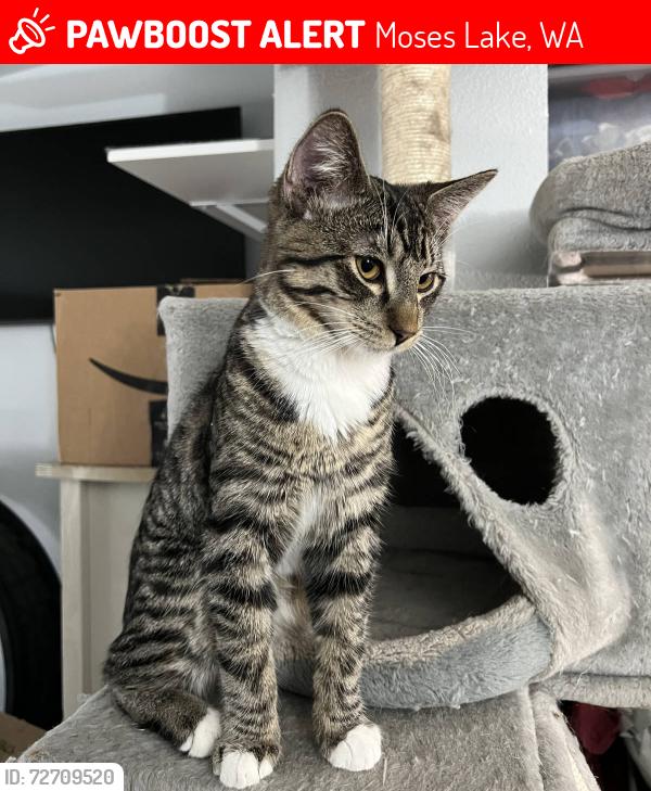 Lost Male Cat last seen NE Hiawatha & Frontage Rd, West of Moses Lake/Mae Valley, Moses Lake, WA 98837