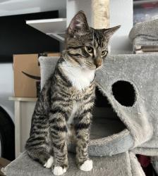 Lost Male Cat last seen NE Hiawatha & Frontage Rd, West of Moses Lake/Mae Valley, Moses Lake, WA 98837