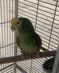 Lost Male Bird last seen saunders and castlegate ave, Compton, CA 90221