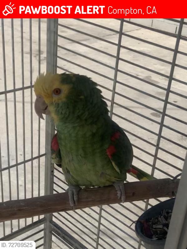 Lost Male Bird last seen saunders and castlegate ave, Compton, CA 90221