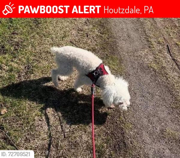 Lost Male Dog last seen Vanduzen park, Houtzdale, PA 16651