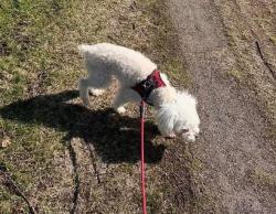 Lost Male Dog last seen Vanduzen park, Houtzdale, PA 16651