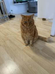 Lost Male Cat last seen Walsh Street & Loma Alta, Oceanside, Oceanside, CA 92054