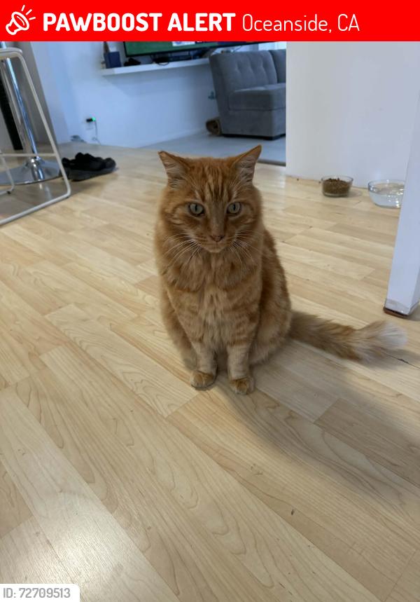 Lost Male Cat last seen Walsh Street & Loma Alta, Oceanside, Oceanside, CA 92054