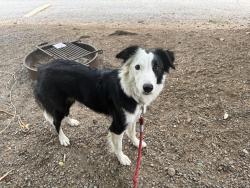 Lost Female Dog last seen Sunset , Bremerton, WA 98311