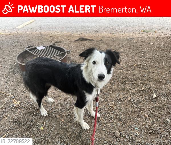 Lost Female Dog last seen Sunset , Bremerton, WA 98311