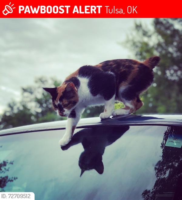 Lost Female Cat last seen 51st and Sheridan, Tulsa, OK 74145