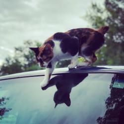 Lost Female Cat last seen 51st and Sheridan, Tulsa, OK 74145