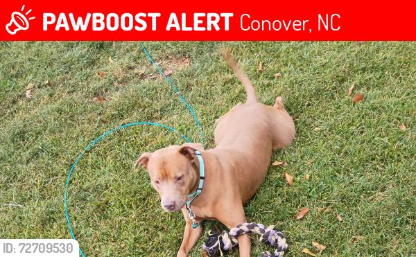 Lost Male Dog last seen Oxford School Rd, Conover, NC 28613