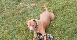 Lost Male Dog last seen Oxford School Rd, Conover, NC 28613
