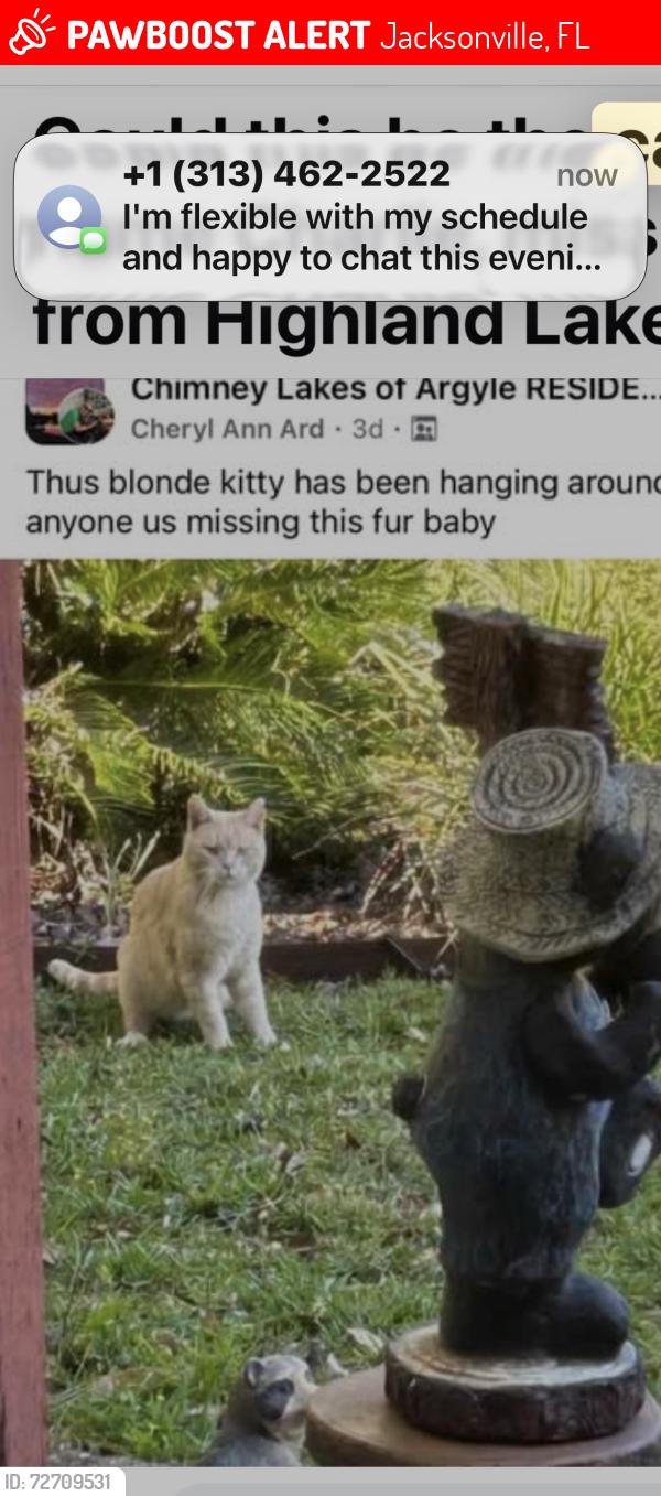 Lost Male Cat last seen Argyle, Jacksonville, FL 32244