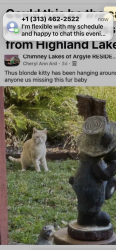Lost Male Cat last seen Argyle, Jacksonville, FL 32244