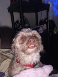 Lost Male Dog last seen 44ter , Kansas City, MO 64117