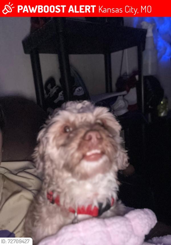 Lost Male Dog last seen 44ter , Kansas City, MO 64117
