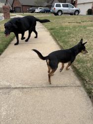 Found/Stray Unknown Dog last seen Commercial and aster, Broken Arrow, OK 74012