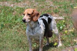Lost Female Dog last seen Mt Carmel Rd, Hot Springs, AR 71913