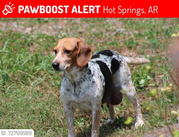 Lost Female Dog last seen Mt Carmel Rd, Hot Springs, AR 71913