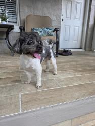 Lost Male Dog last seen Saufley Field rd, Pensacola, FL 32526