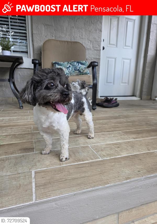 Lost Male Dog last seen Saufley Field rd, Pensacola, FL 32526