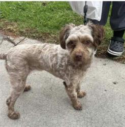 Lost Female Dog last seen benton way, Los Angeles CA, Los Angeles, CA 90012