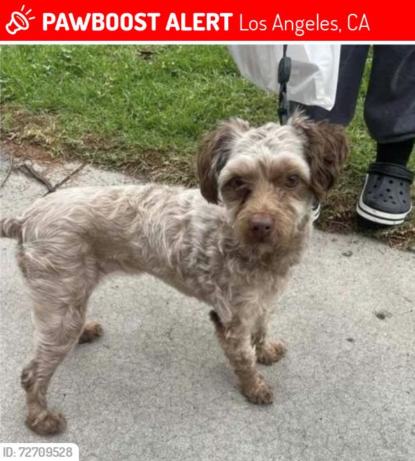 Lost Female Dog last seen benton way, Los Angeles CA, Los Angeles, CA 90012