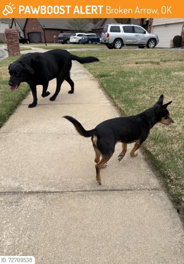 Found/Stray Unknown Dog last seen Commercial/aster, Broken Arrow, OK 74011