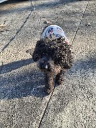 Lost Male Dog last seen Behind VALUE village , Forest Park, GA 30297