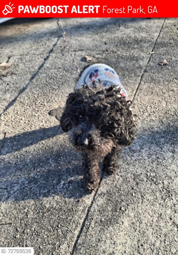 Lost Male Dog last seen Behind VALUE village , Forest Park, GA 30297