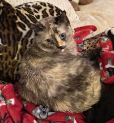 Lost Female Cat last seen sierra yard supply, Pioneer, CA 95666