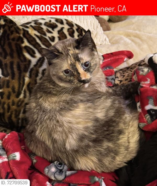 Lost Female Cat last seen sierra yard supply, Pioneer, CA 95666