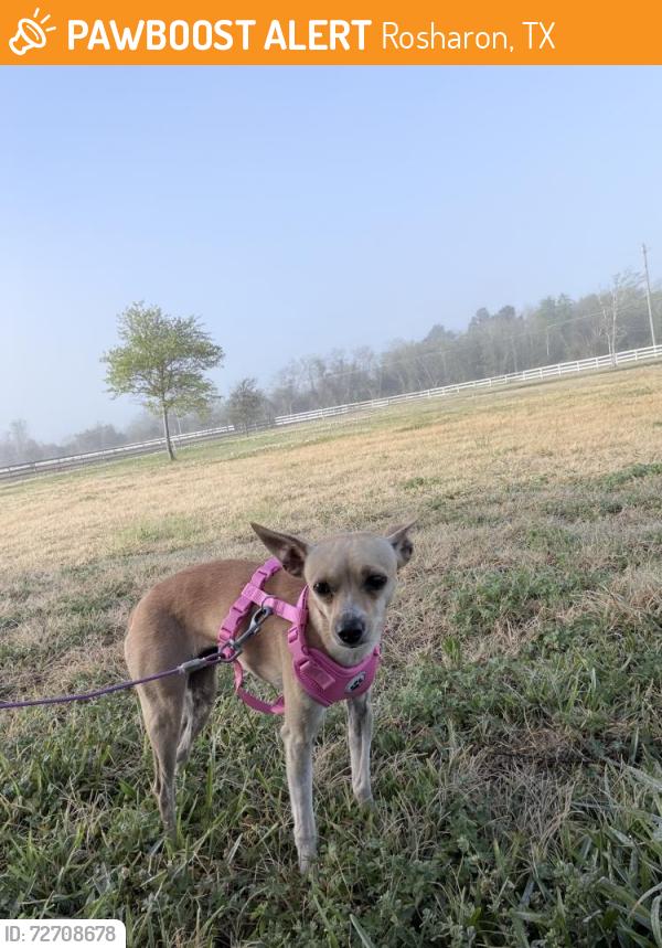 Found/Stray Female Dog last seen Cr 511 Rosharon, Tx 77583, Rosharon, TX 77583