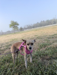 Found/Stray Female Dog last seen Cr 511 Rosharon, Tx 77583, Rosharon, TX 77583